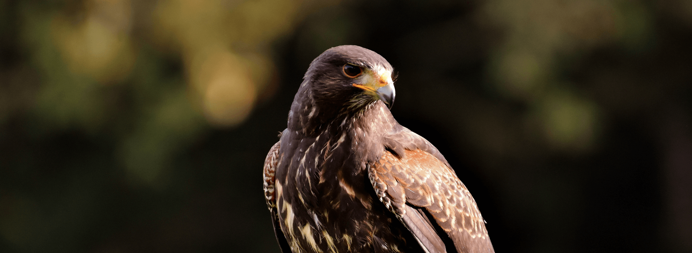 Falcon