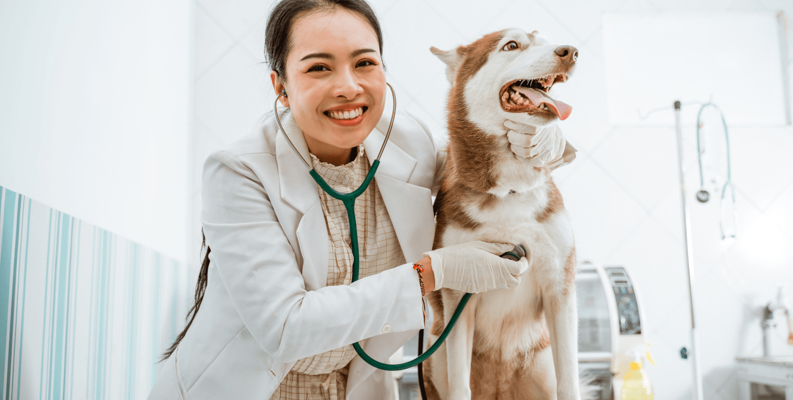vet treating dog